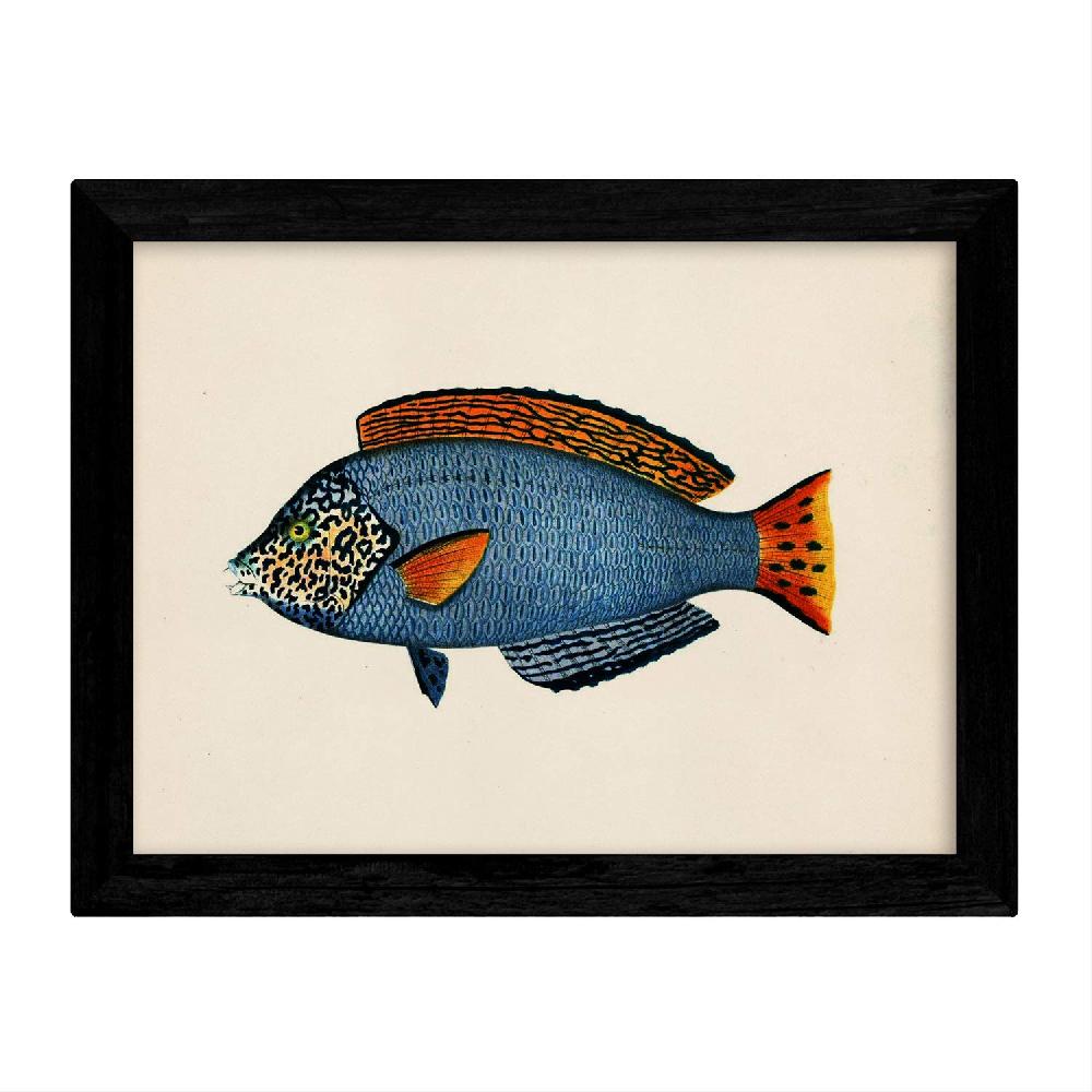 Nacnic Set De 4 Láminas Vintage De Peces Coloridos En Azul Y Amarillo