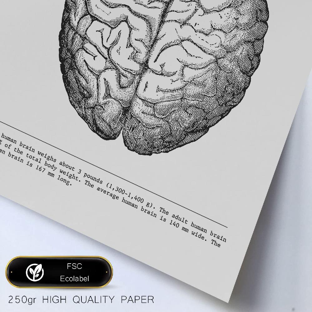 Nacnic Set De 6 Láminas De Órganos Con Estética Collage