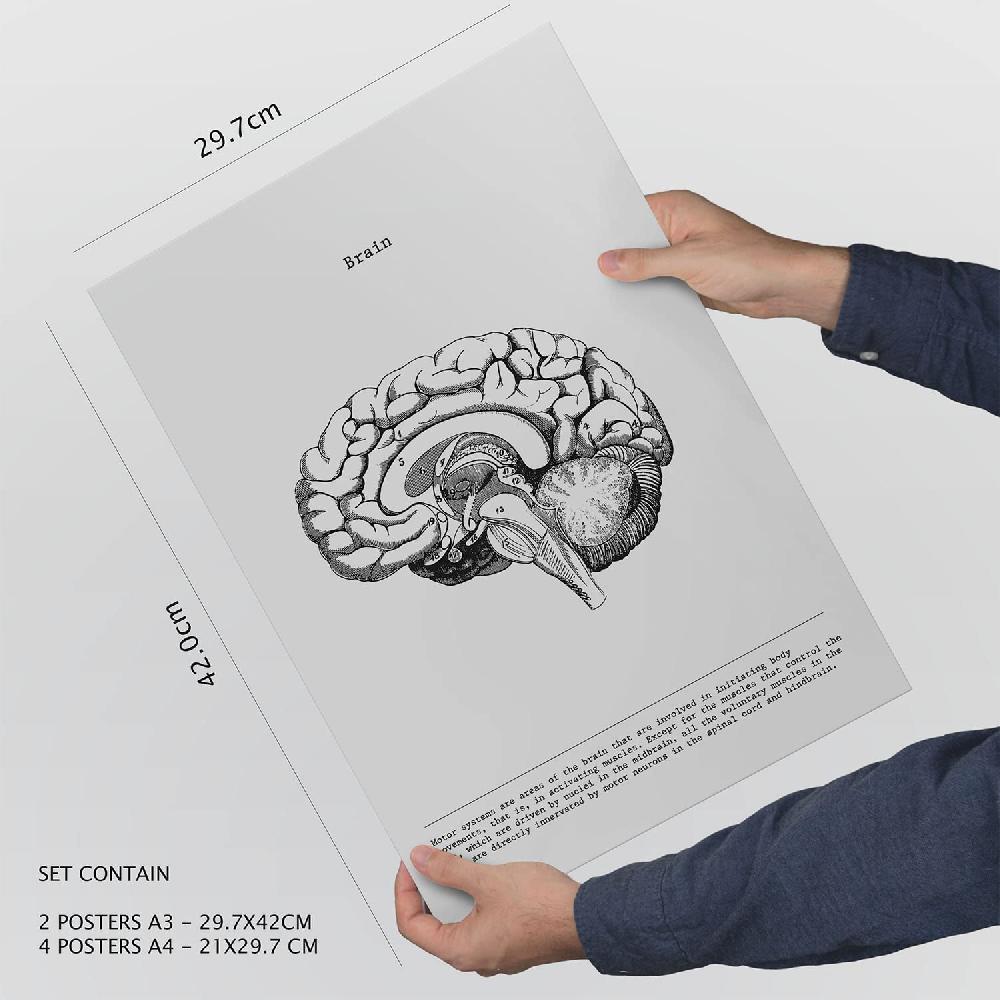 Nacnic Set De 6 Láminas De Órganos Internos Con Estética Collage