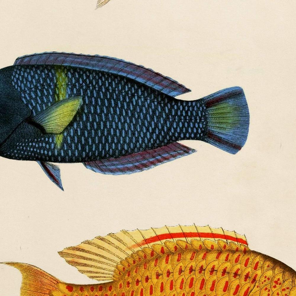 Nacnic Set De Láminas Mediterraneas De Peces Coloridos Vintage