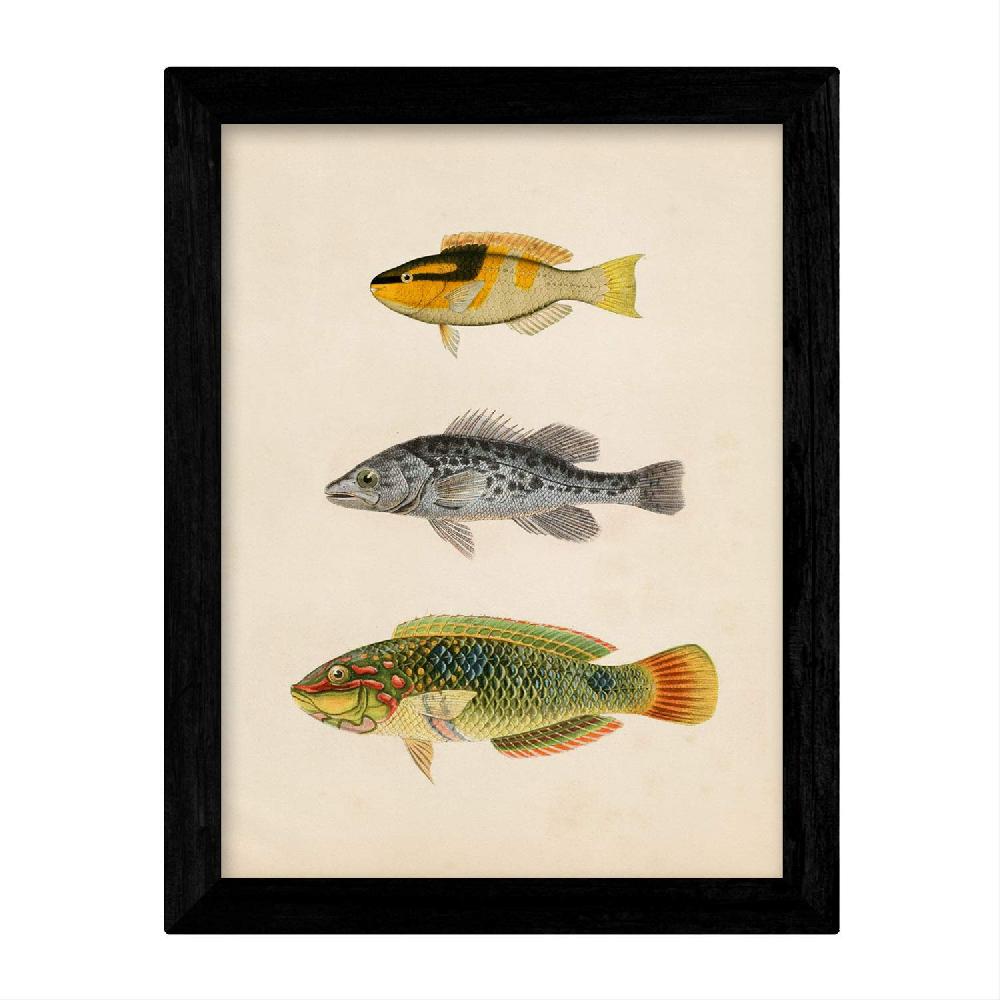 Nacnic Set De Láminas Mediterraneas De Peces Coloridos Vintage