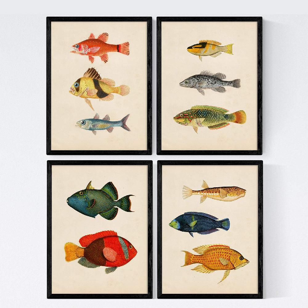 nacnic Set de Láminas Mediterraneas de Peces Coloridos Vintage