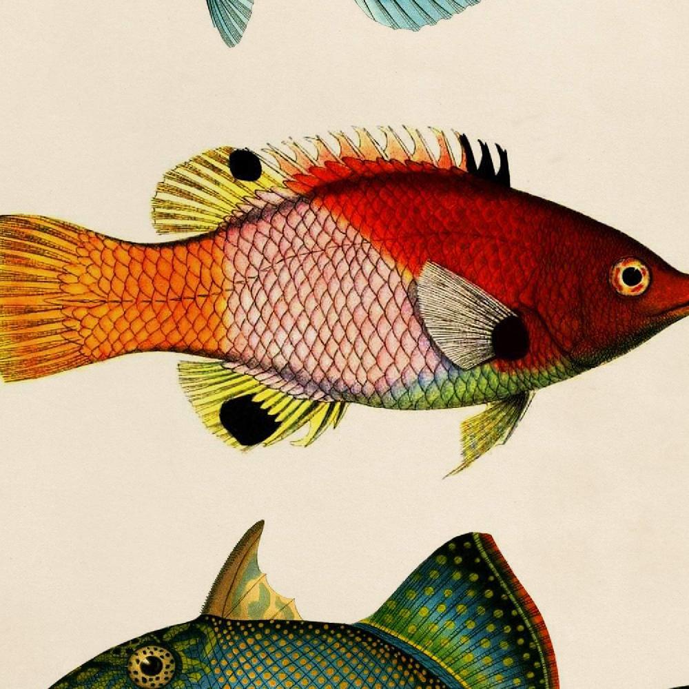 Nacnic Set De Láminas Vintage De Peces Coloridos Bahamas