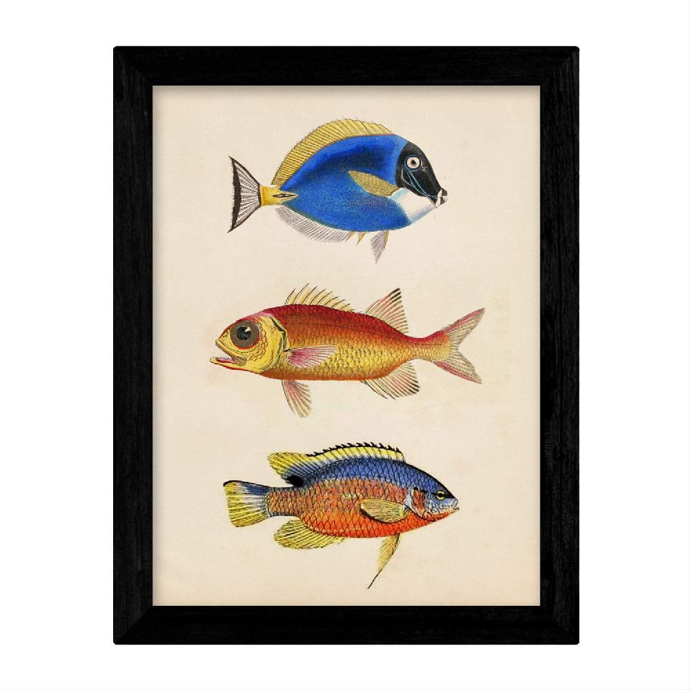 Nacnic Set De Láminas Vintage De Peces Coloridos Bahamas
