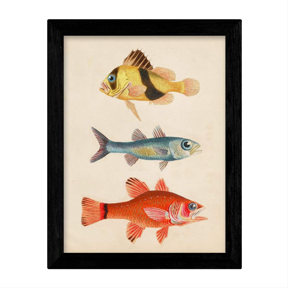Nacnic Set De Láminas Vintage De Peces Coloridos Bahamas