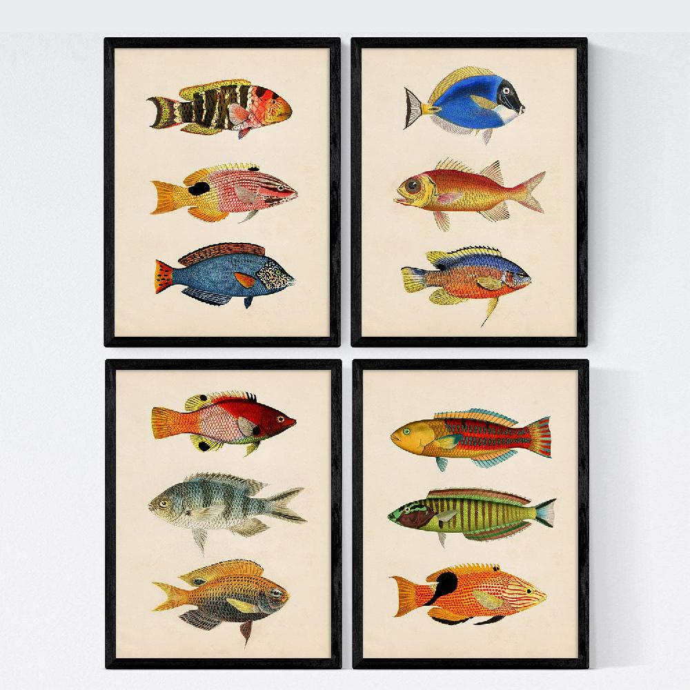 nacnic Set de Láminas Vintage de Peces Coloridos Baltico