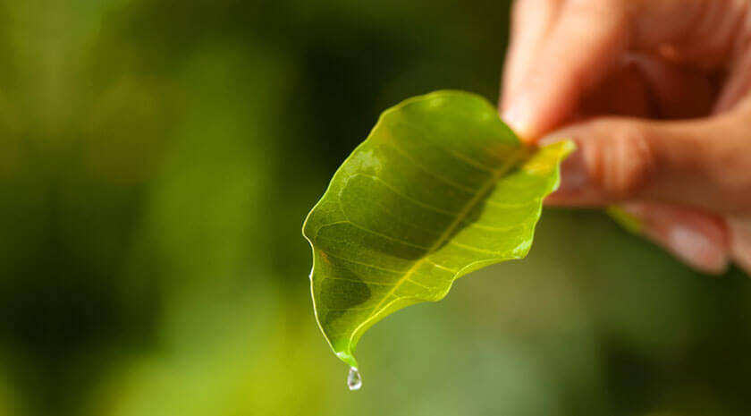 naturvital Línea Bio - Eco