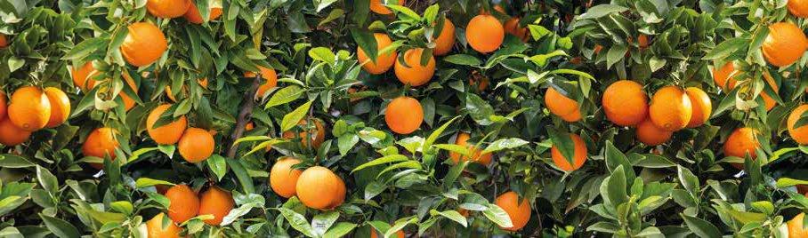 sualsa Alfombra Pasillo cocina antideslizante ARANCETO