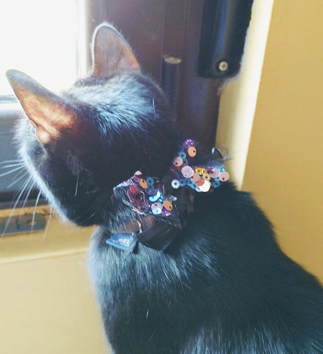 Susana Escribano Lazo Lentejuelas Para Collar De Mascota