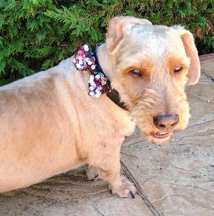 Susana Escribano Lazo Lentejuelas Para Collar De Mascota