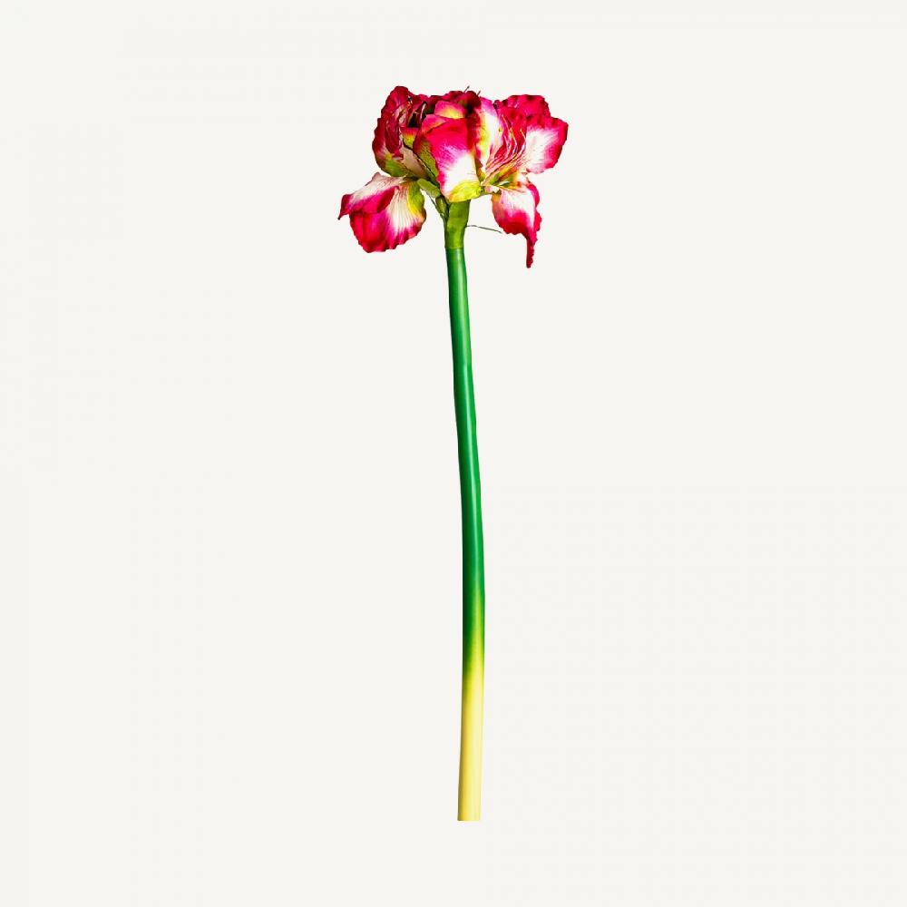Vical Home FLOR AMARYLLIS