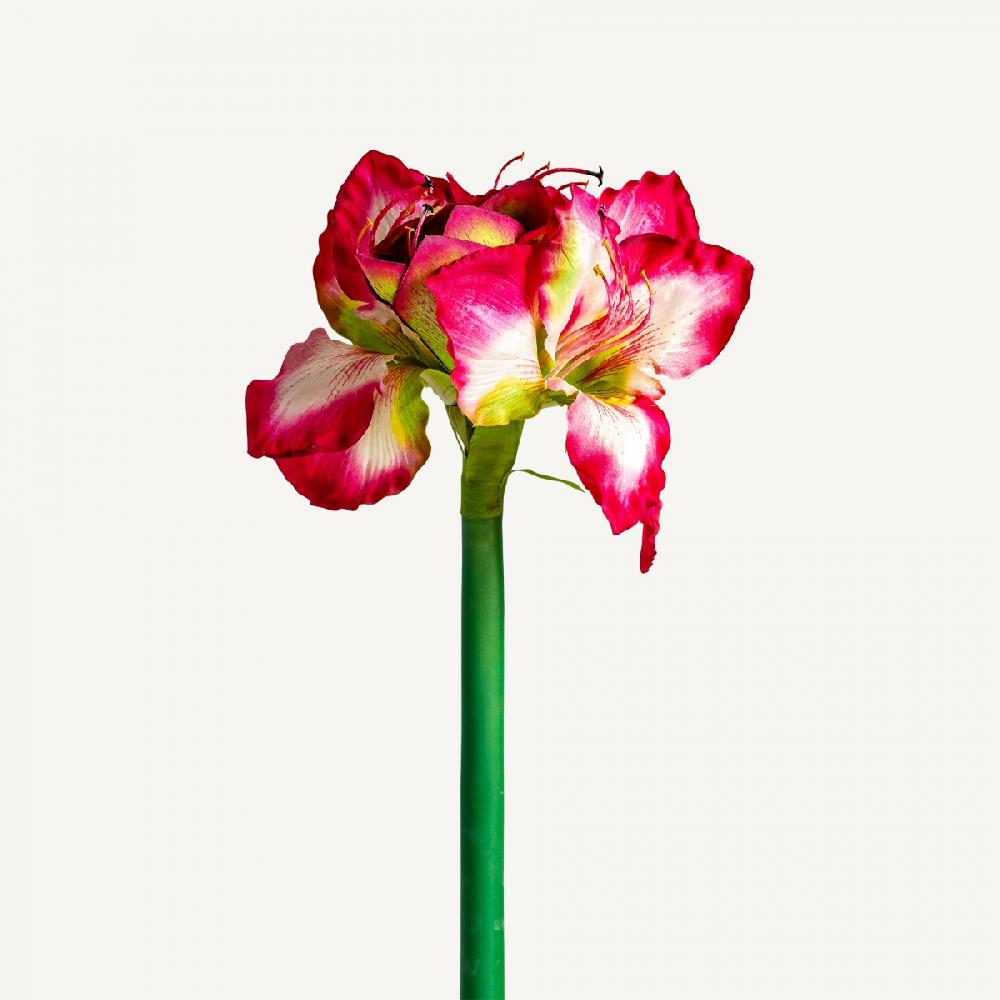vical home FLOR AMARYLLIS