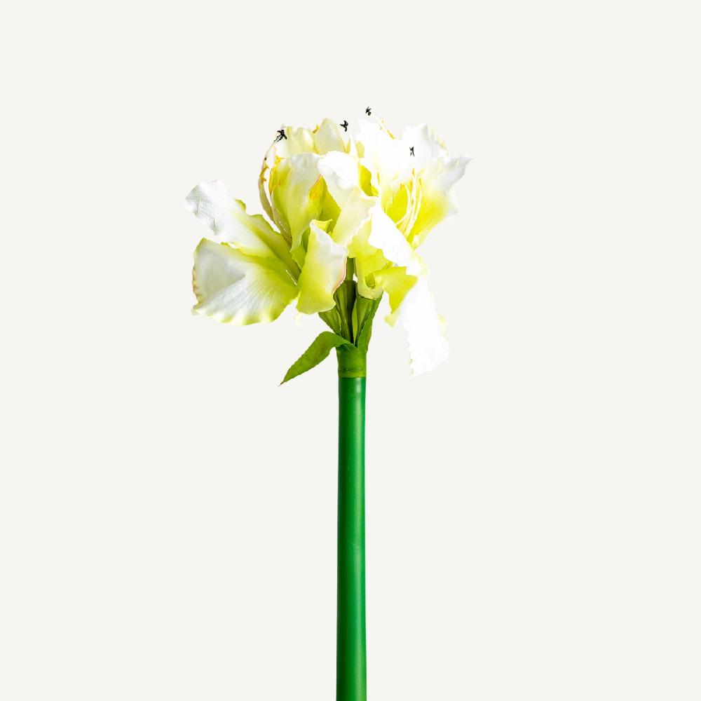 vical home FLOR AMARYLLIS