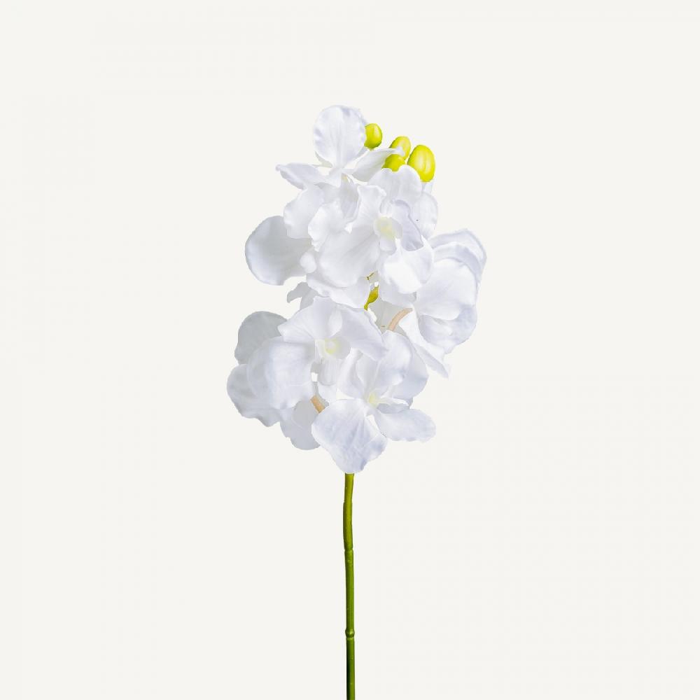 vical home FLOR AZAHAR