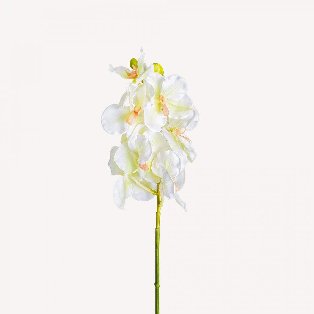 vical home FLOR AZAHAR