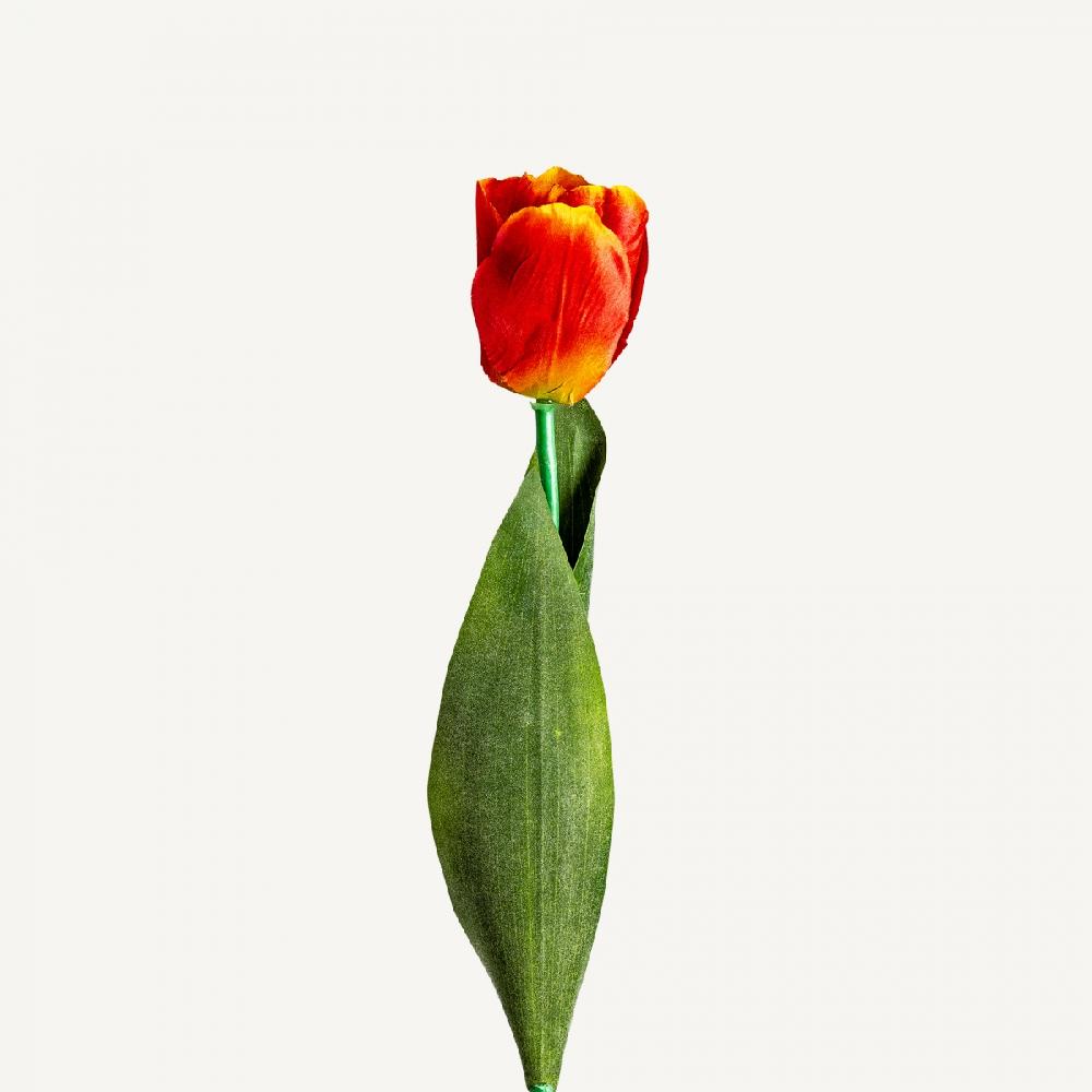 vical home FLOR TULIPAN