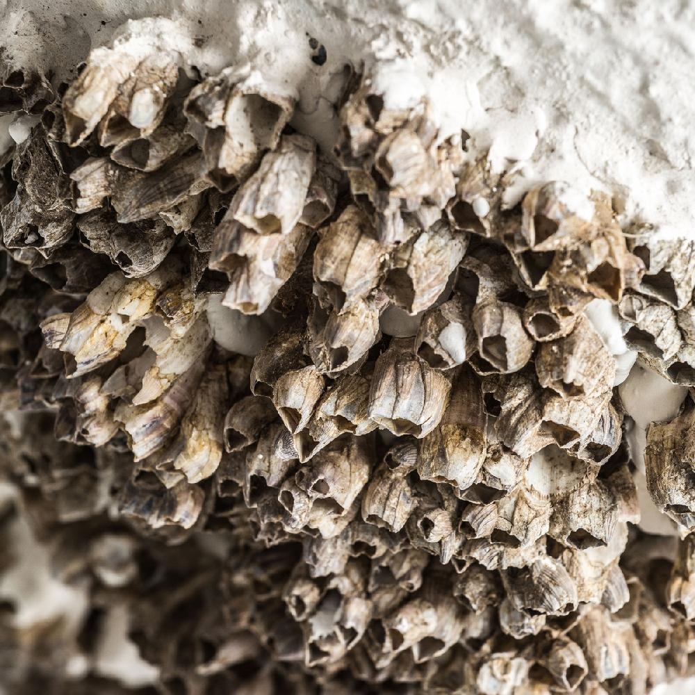 Vical Home LÁMPARA DE SOBREMESA THORA