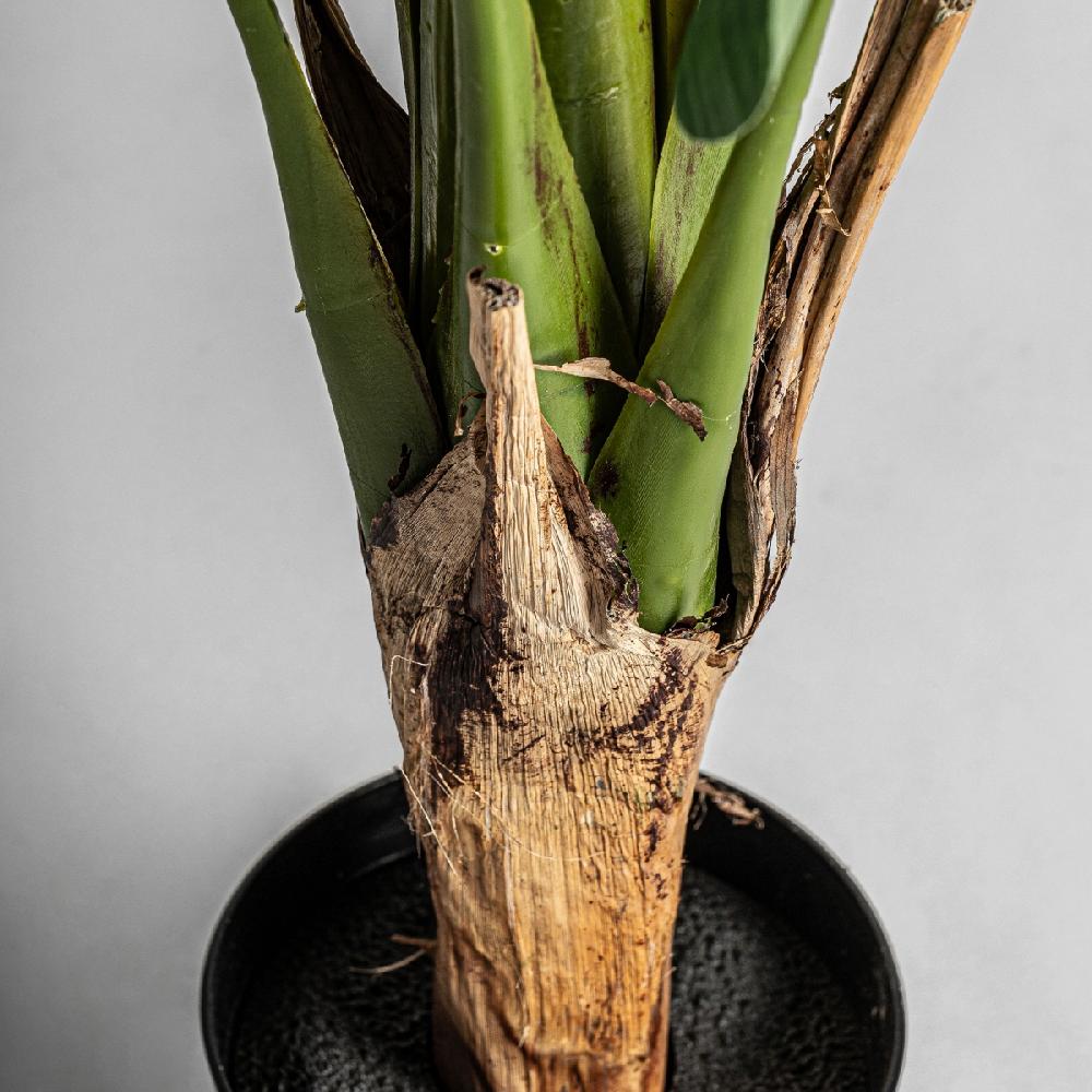 Vical Home PLANTA BANANERA