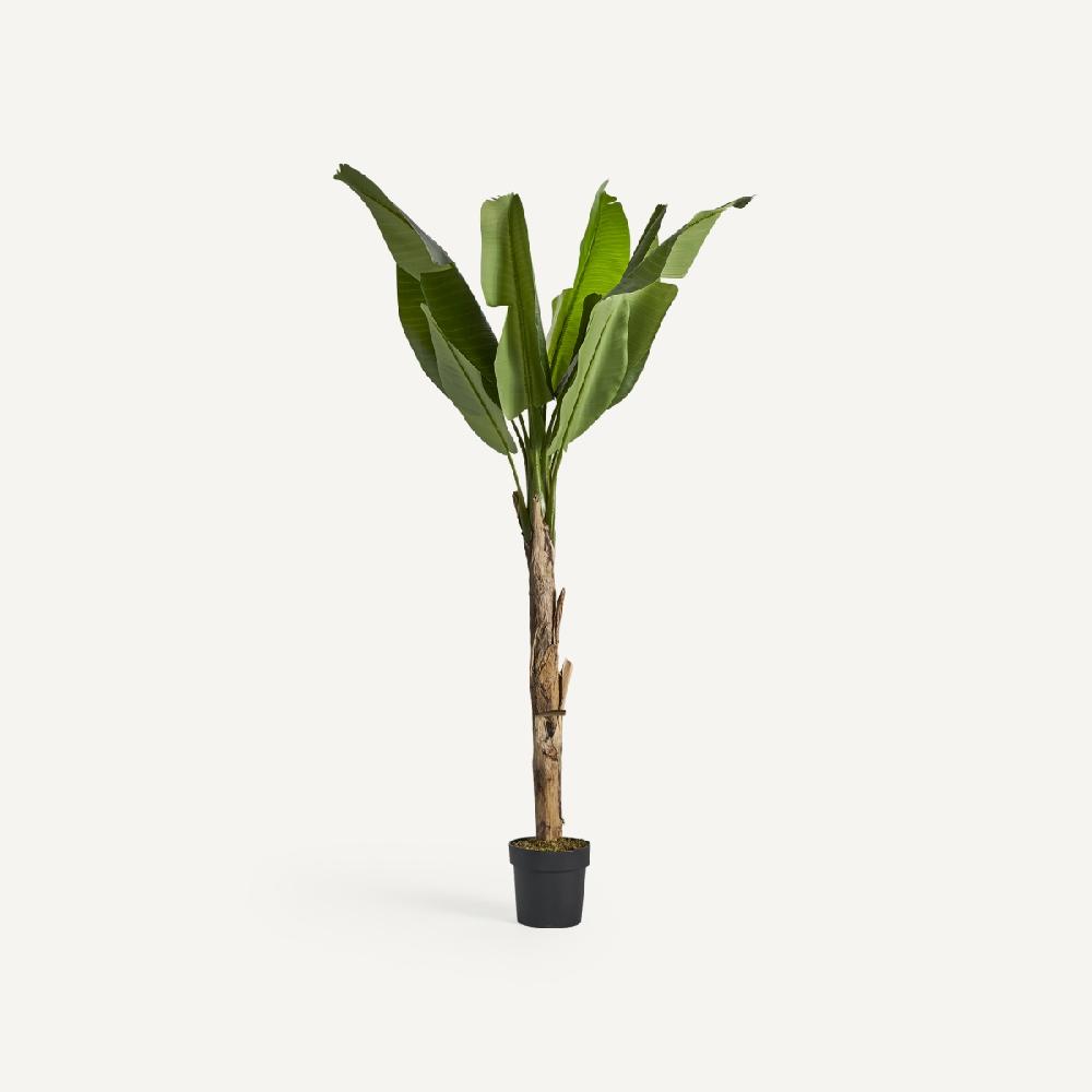vical home PLANTA BANANERA