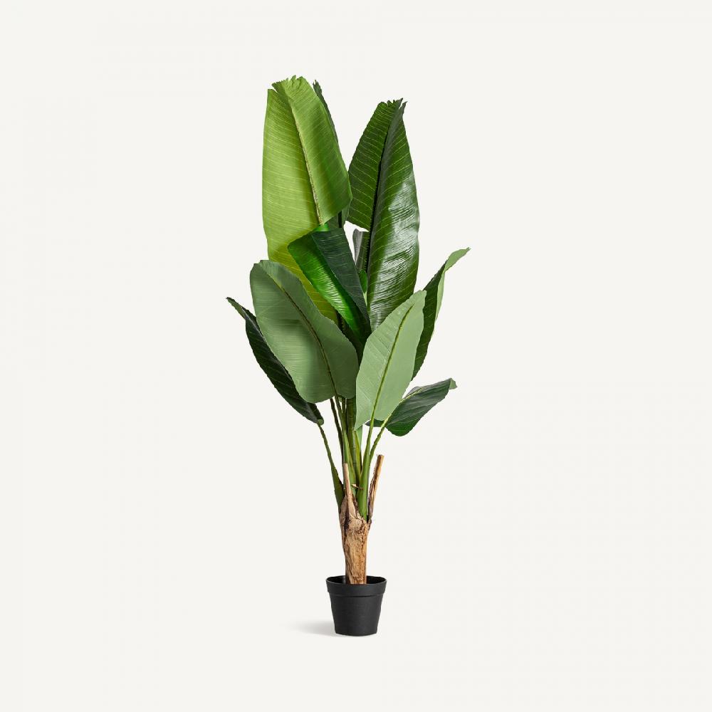 vical home PLANTA BANANERA