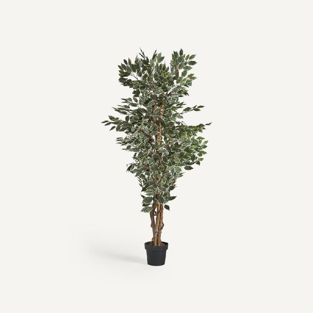 vical home PLANTA FICUS