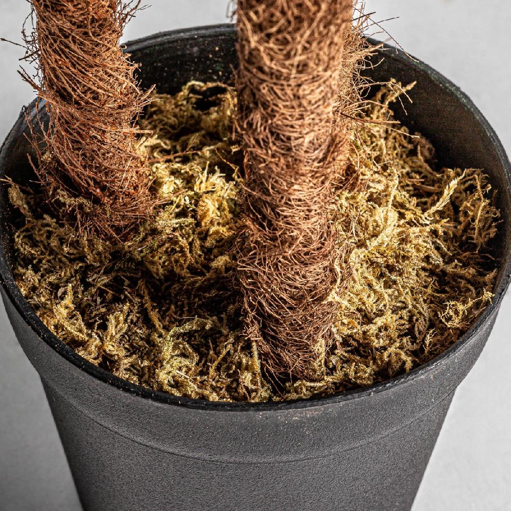 Vical Home PLANTA HELECHO