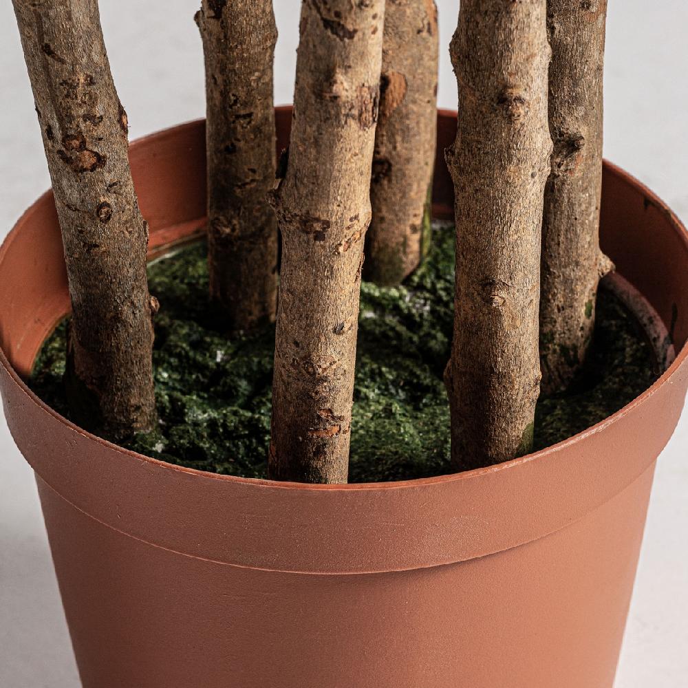 Vical Home PLANTA HELECHO