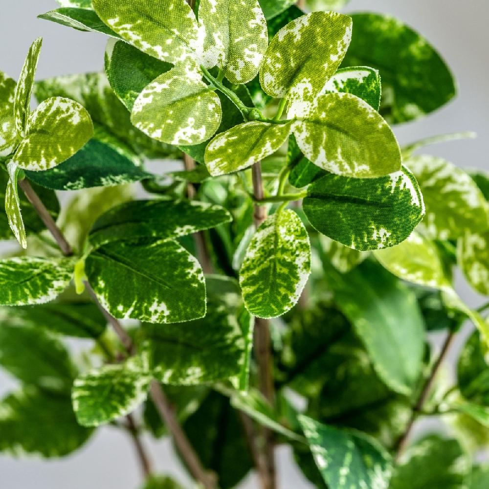 Vical Home PLANTA HOJAS