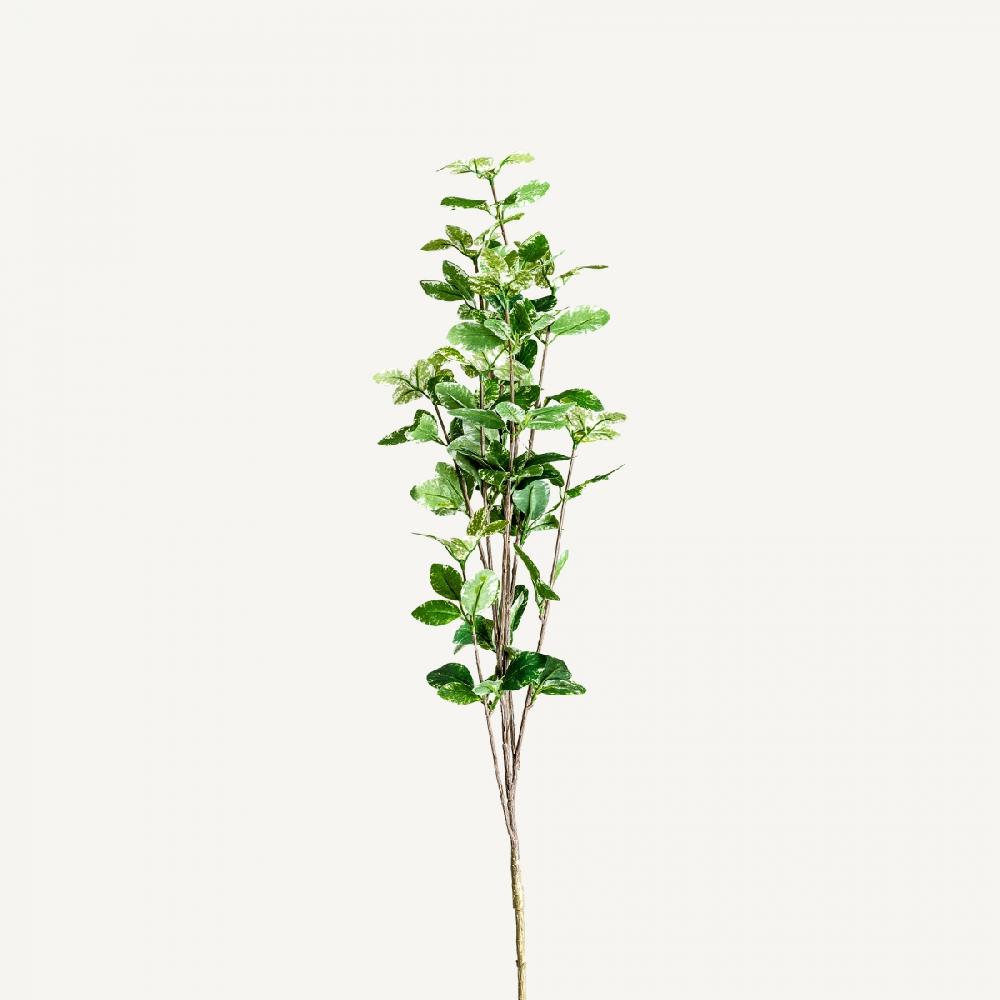 vical home PLANTA HOJAS