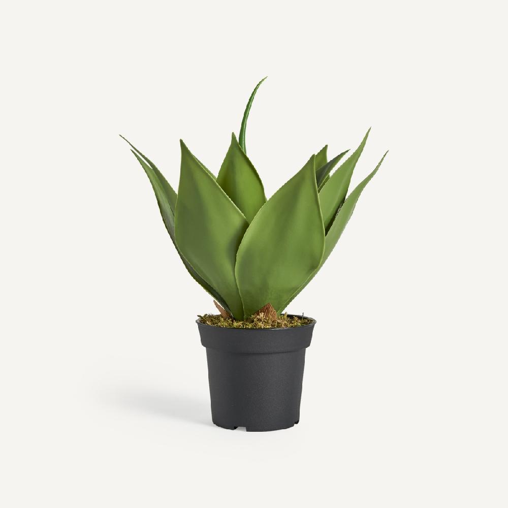 vical home PLANTA LOTUS