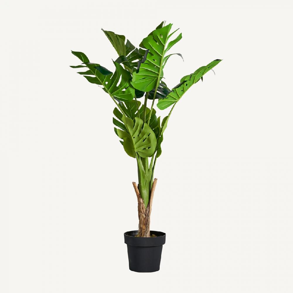 vical home PLANTA MONSTERA