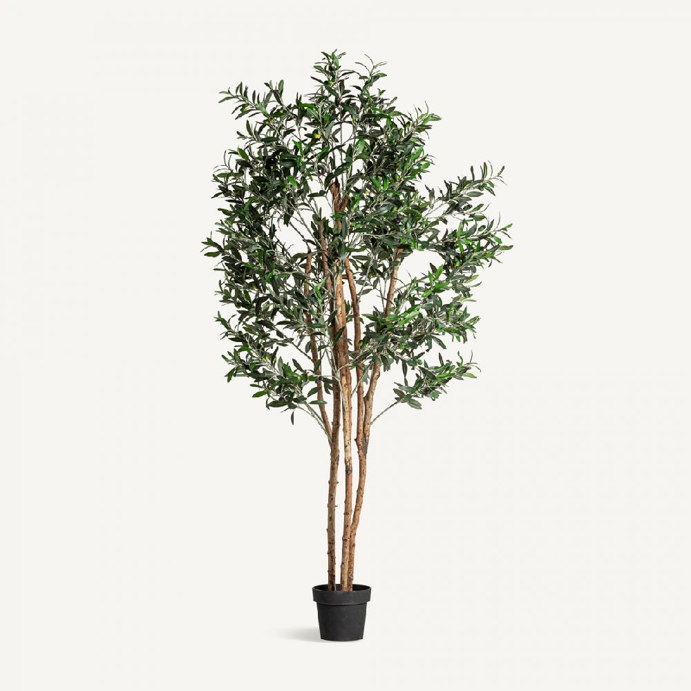 vical home PLANTA OLIVO