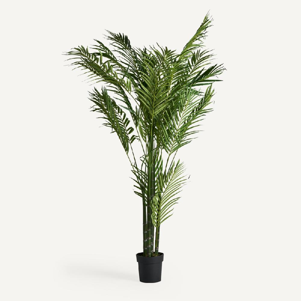 vical home PLANTA PALMERA