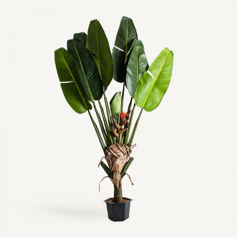 vical home PLANTA PARADISE