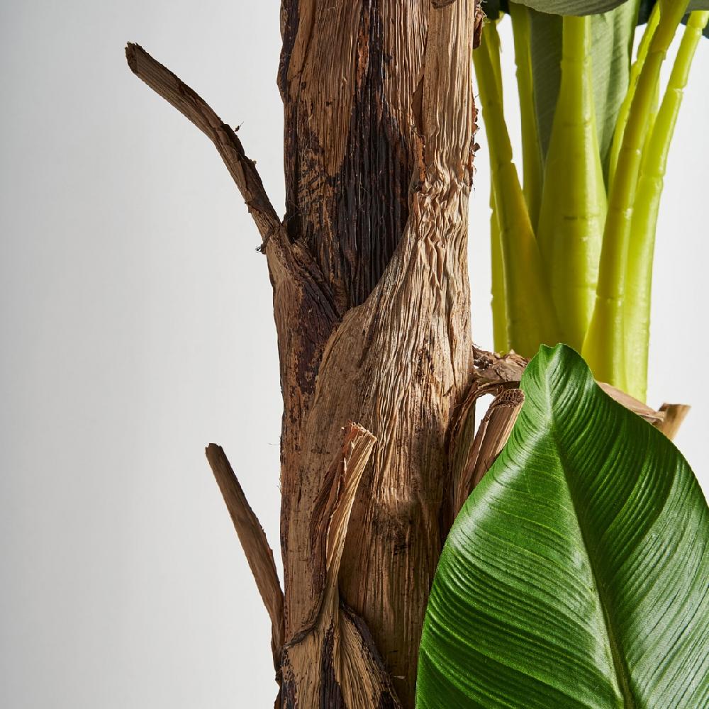 Vical Home PLANTA PLATANERO