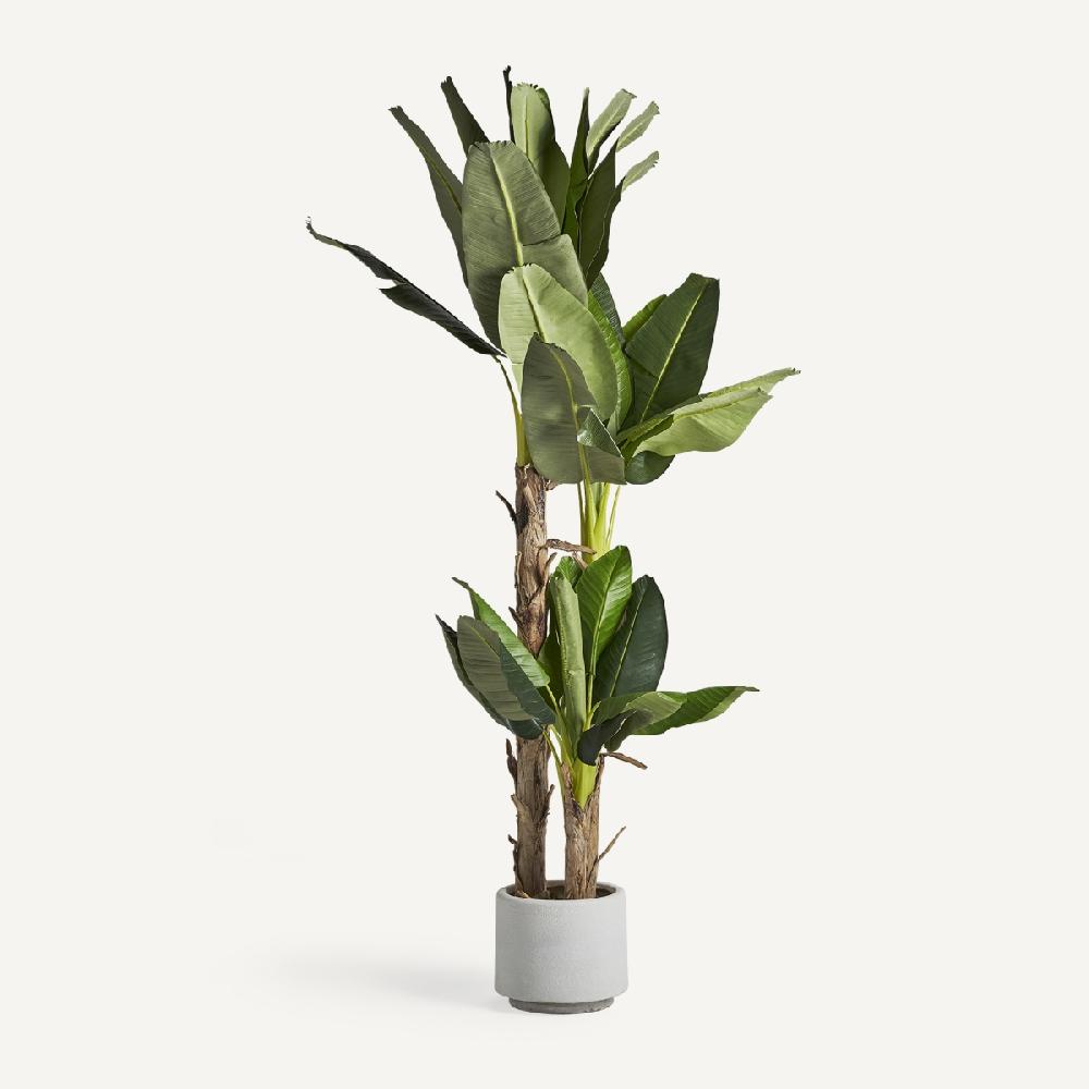 vical home PLANTA PLATANERO