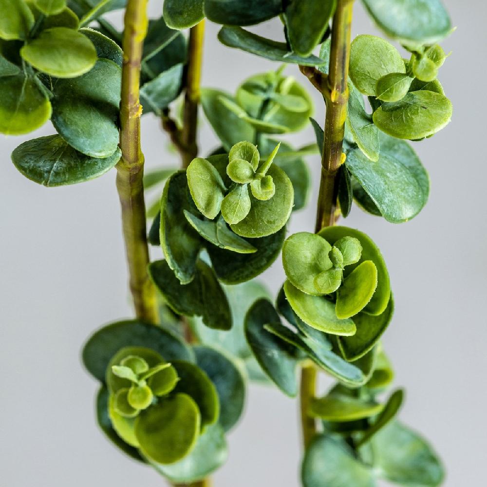 Vical Home PLANTA RAMAS