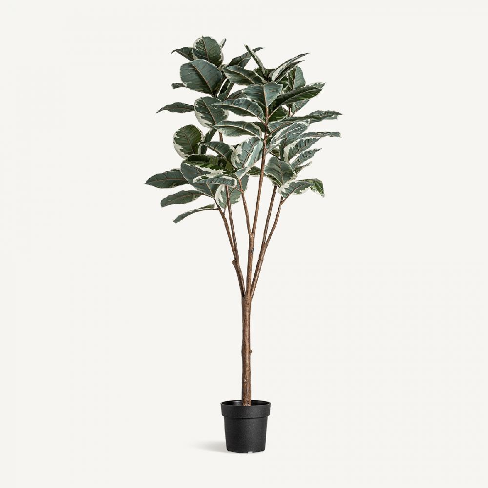 vical home PLANTA ROBLE BLANCO