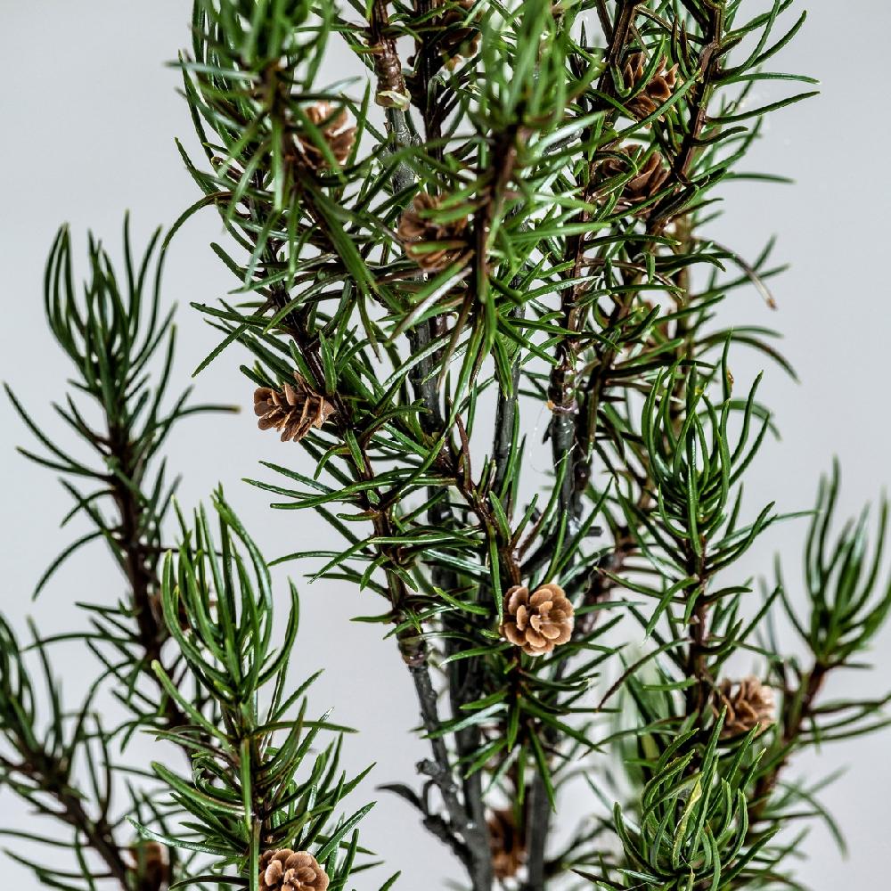 Vical Home PLANTA ROMERO