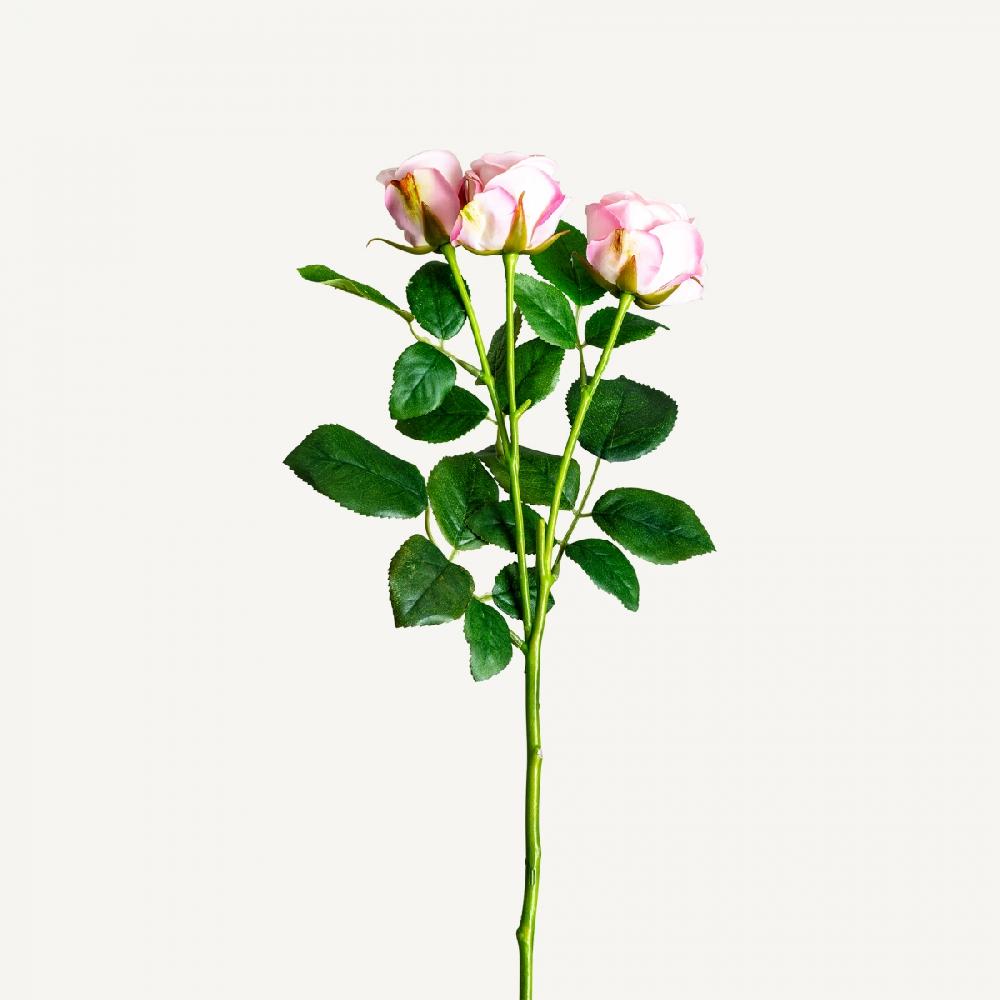 vical home PLANTA ROSAL