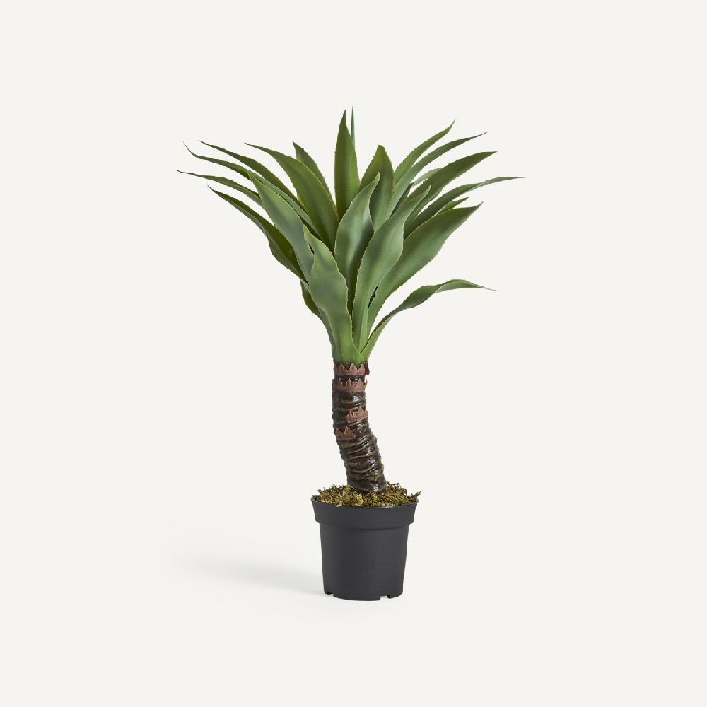 vical home PLANTA YUCCA