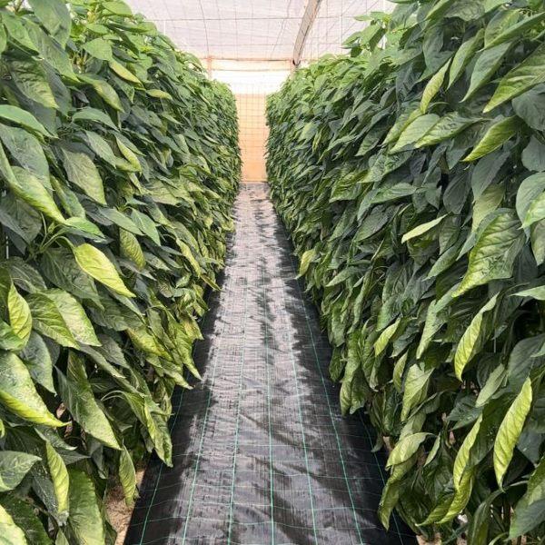 ROLLO MALLA ANTIHIERBAS 105 GRAMOS NEGRA 1.05M. ANCHO X 25M