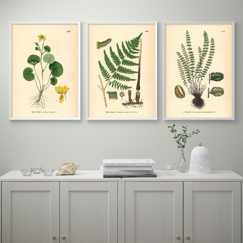 IKEA BILD Lámina Helecho Y Flor 50x70 Cm