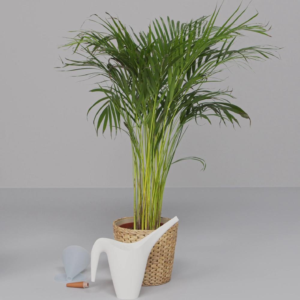 IKEA SVÄMSKOG Accesorio De Riego Automático Terracota/transparente 70 Cl