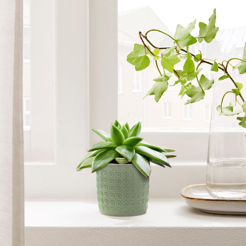 IKEA TYSKLÖNN Macetero Interior/exterior Verde 6 Cm