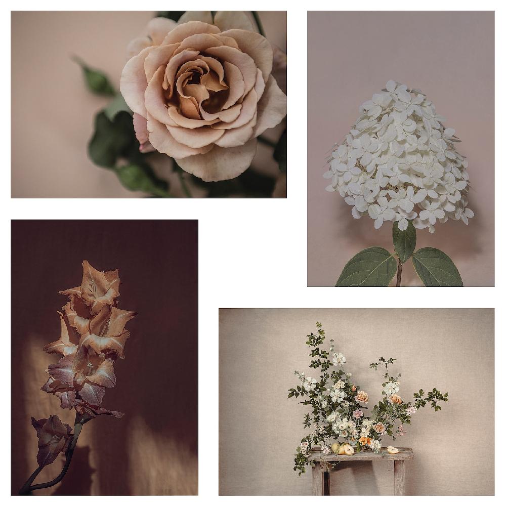 IKEA YLLEVAD Composición de láminas flores en floración 10x15 cm