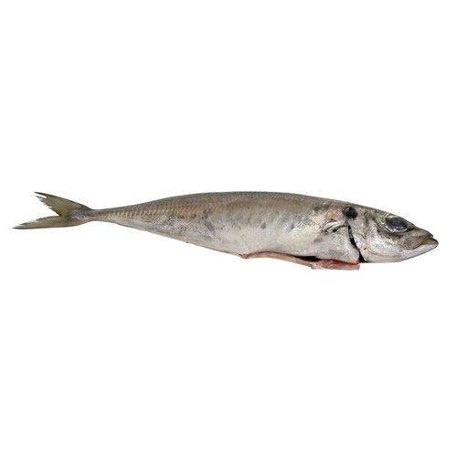 Alcampo Chicharro mostrador - Entero limpio