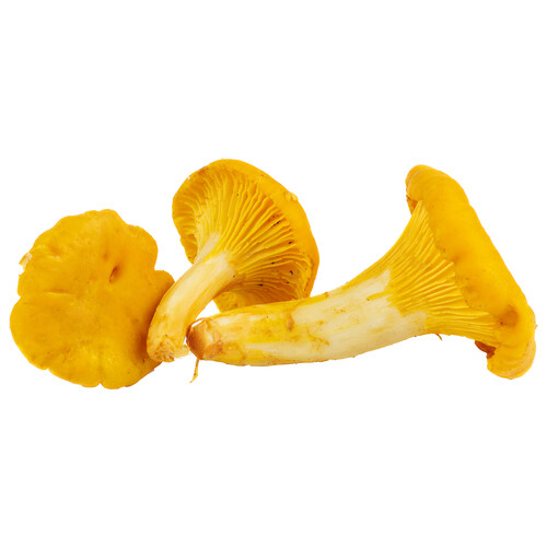 Alcampo Gula de monte Lutescens