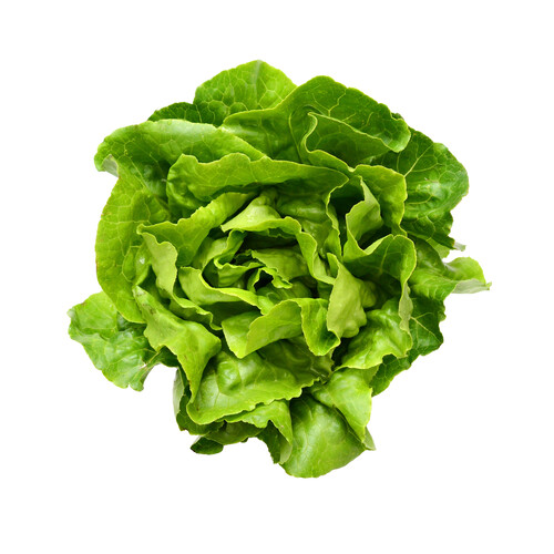 Alcampo Lechuga Batavia