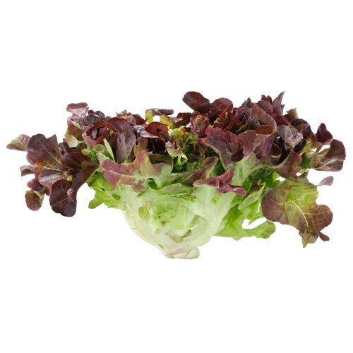 Alcampo Lechuga hoja de roble roja 1 ud
